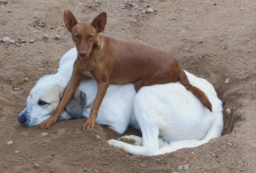 PROMISSE, petite chienne de 3 ans