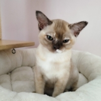 chatons burmese anglais à réserver