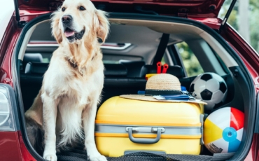 Les vacances avec son chien