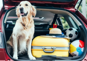 Les vacances avec son chien