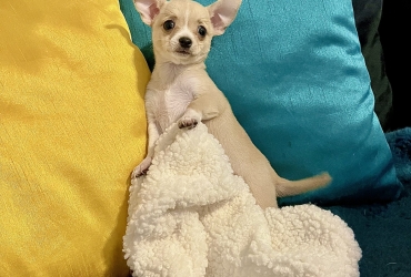 Chihuahua poils court Mâle
