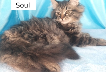 Soul, chaton sibérien très calin LOOF