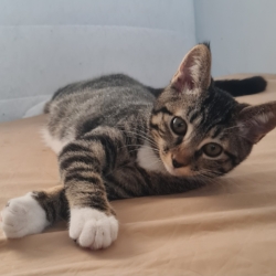 Chaton disponible à la réservation