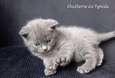 Chatons Chartreux LOOF