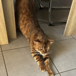 Chat Toyger LOF à adopter