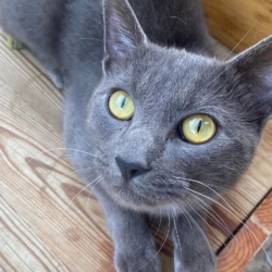 𝐆𝐑𝐘𝐅𝐅𝐎𝐍𝐃𝐎𝐑 né le 11/09/2021 – 𝗔𝗗𝗢𝗣𝗧𝗜𝗢𝗡 𝗦𝗢𝗦