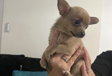 Chihuahua poils court