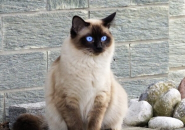Le Siamois : un chat élégant et communicatif