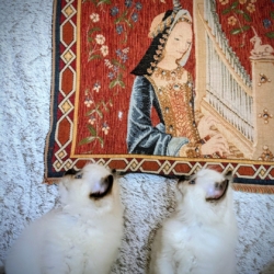 les licorniaux sont nés au domaine des licornes seal