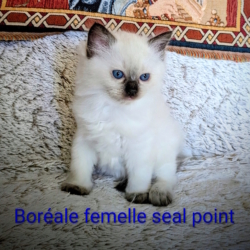 les licorniaux sont nés au domaine des licornes seal