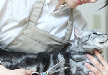 Quel est l’intérêt de suivre une formation pour le toilettage du chat
