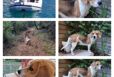 Mouchou – Beagle 6 ans  – femelle