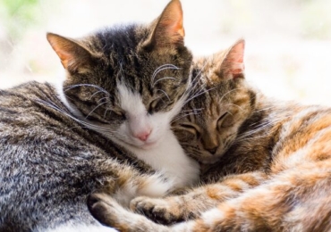 Comment choisir le chien ou le chat idéal selon son mode de vie ?