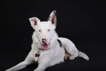 AlIOTH, BORDER COLLIER DOUBLE MERLE A ADOPTER 🐾