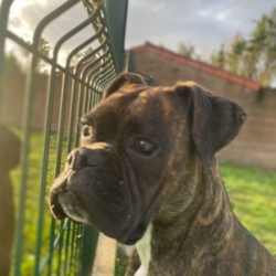 Donne gratuitement boxer femelle 11 mois