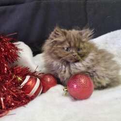 Alouette Selkirk Straight poil long