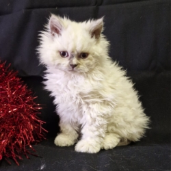 Aladin Selkirk rex poil long