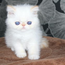 Chatons exotic shorthair « persan à poils courts »