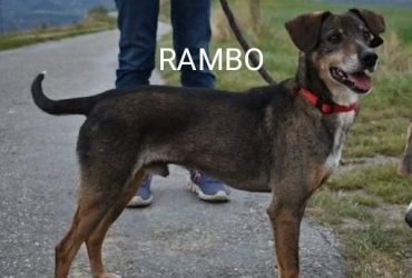 Rambo cherche une famille