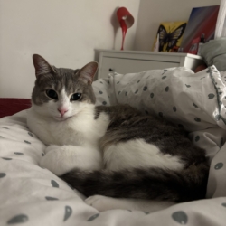 Hoy cherche une famille d’adoption