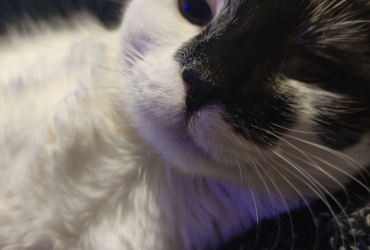 Nala magnifique chatte à l’adoption
