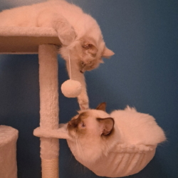 Chatons Sacrés de Birmanie LOOF