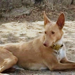 BERTO super chien à adopter