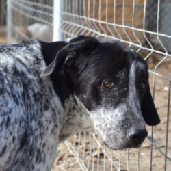 MIKU à adopter en association