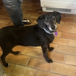 BIMON, petit chien senior