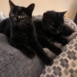 🐾 Don de 2 chattes noires de 15 ans (sœurs) 🐾