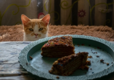 Perte d’appétit chez le chat : Les causes possibles